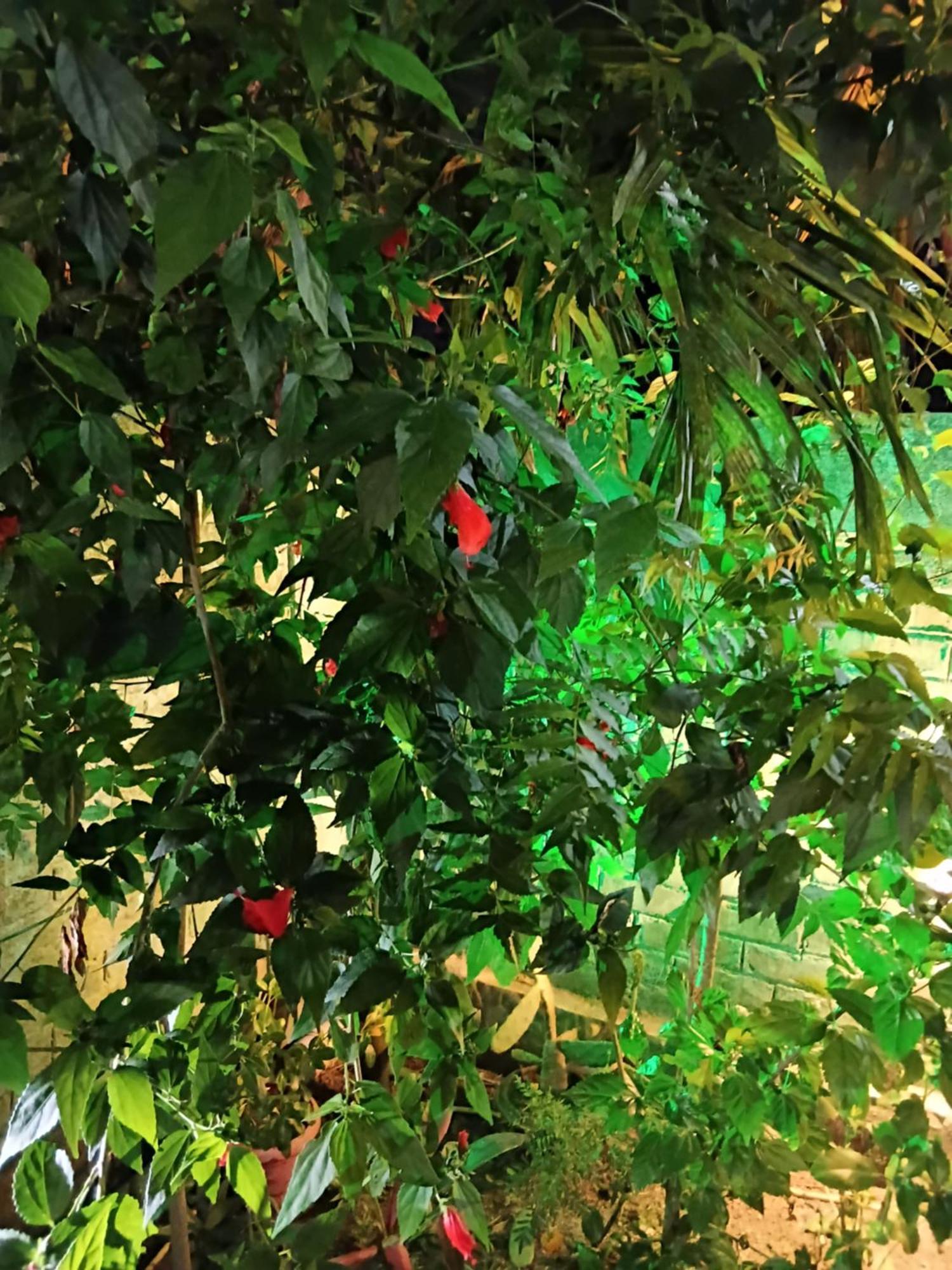 Green View Homestay Siliguri Exterior photo
